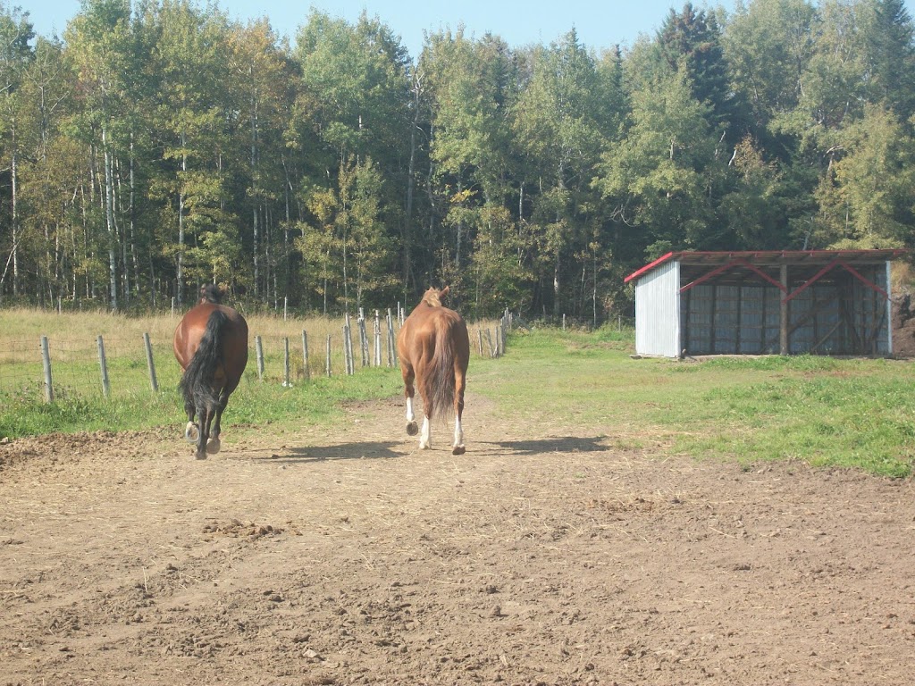 Les Écuries de la Seigneurie | 173 Chem. de la Seigneurie, Saint-Arsène, QC G0L 2K0, Canada | Phone: (418) 863-4715