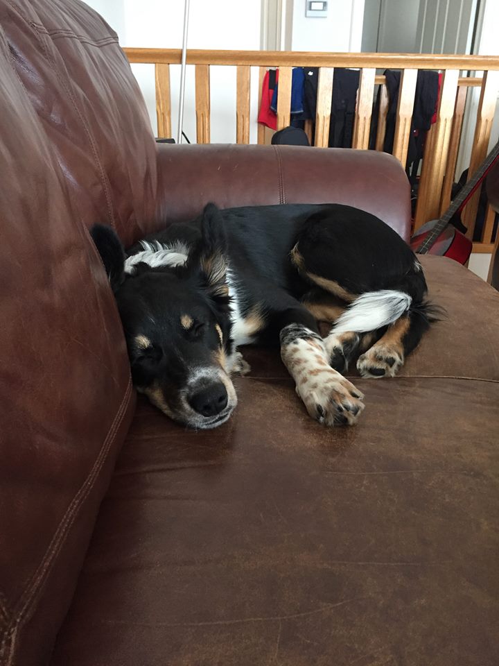 The Jogging Dog | 14 W McGonigle Pl, Cochrane, AB T4C 1L4, Canada | Phone: (403) 389-7737