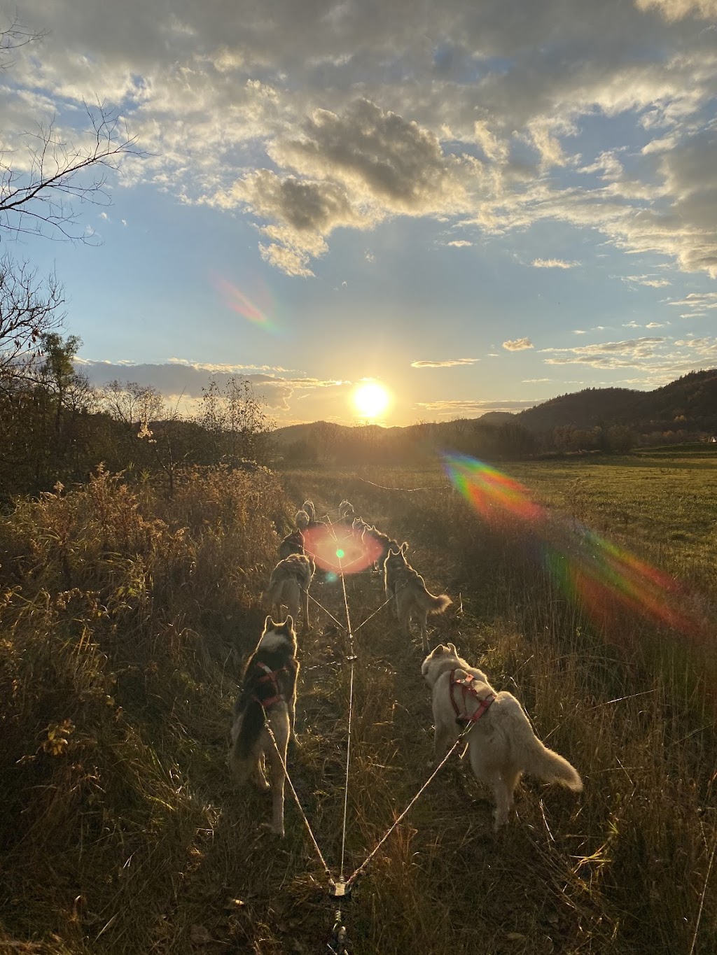 Chiens de traîneau Gatineau Sled Dogs | 10 Mnt Dumouchel, Thurso, QC J0X 3B0, Canada | Phone: (819) 983-2410