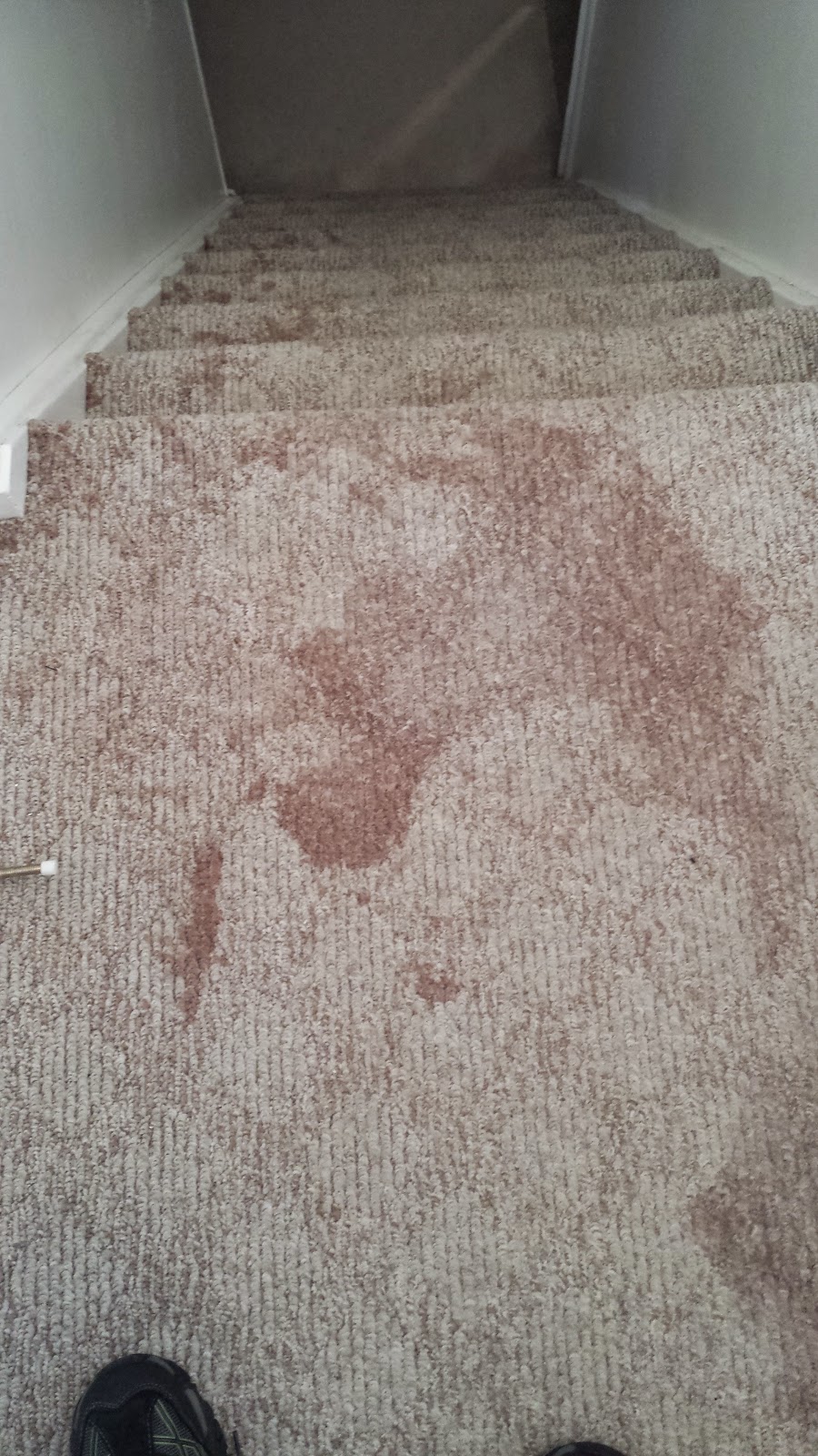Adams Carpet Care | 11 Cardiff Ln, Stoney Creek, ON L8E 6G1, Canada | Phone: (905) 518-4499