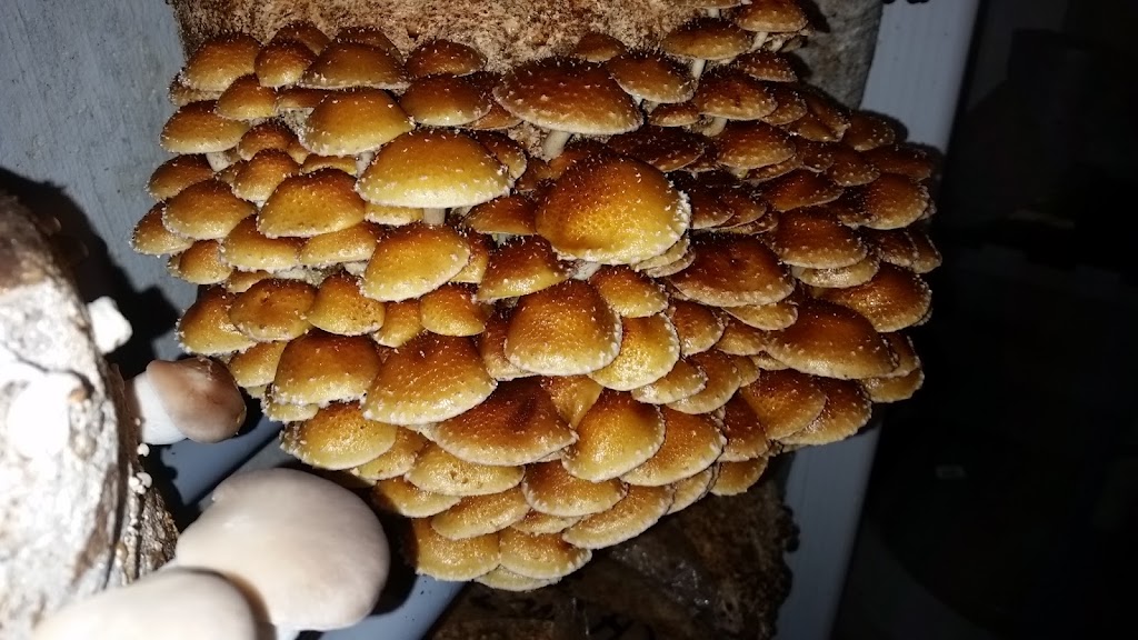 MUSHROOM PLACE NIAGARA | 13210 Crowland Ave, Niagara Falls, ON L3B 5N4, Canada | Phone: (905) 719-6885