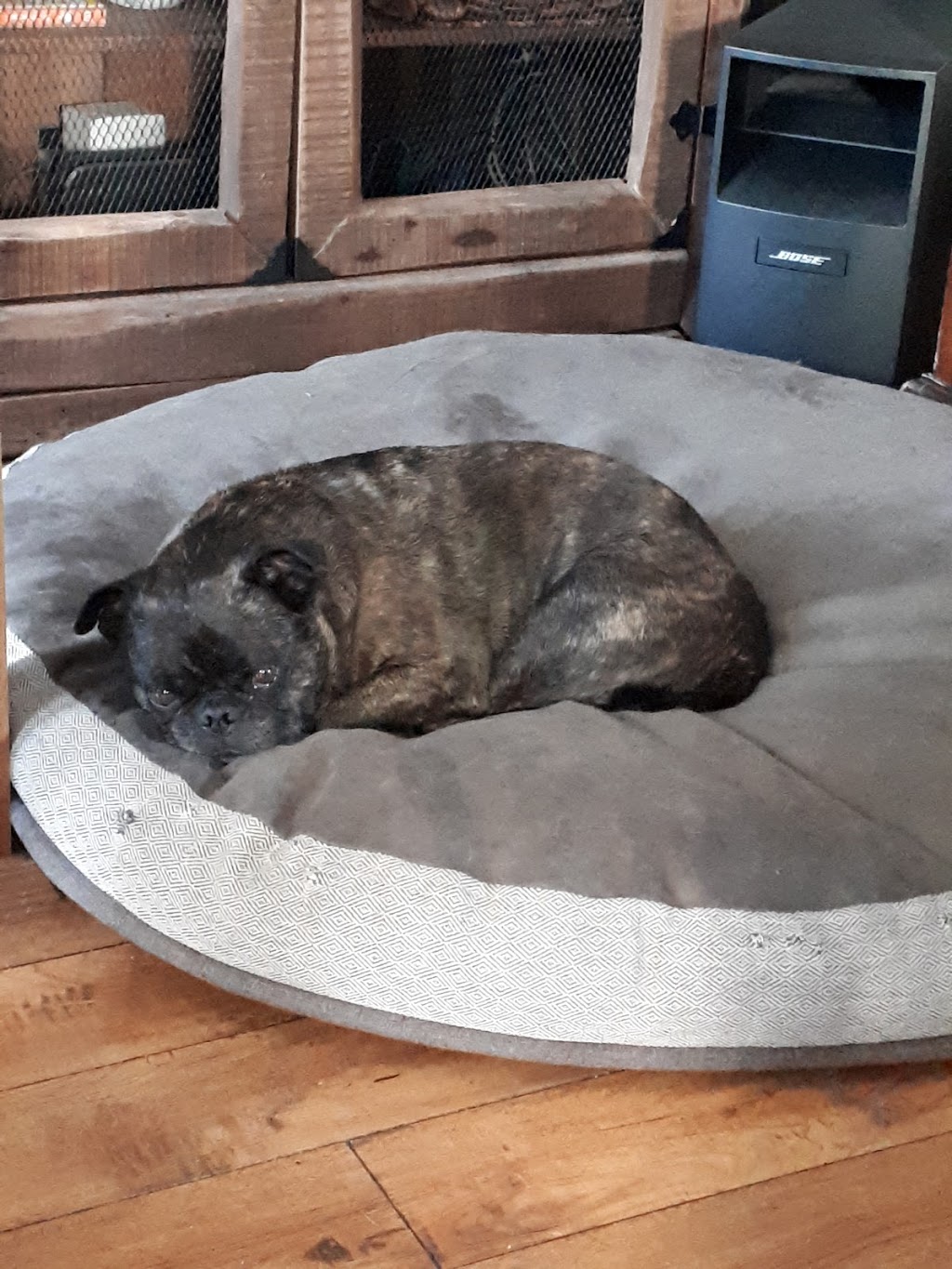 Animalerie Dyno | 1039 Boulevard Pie-XI Sud, Québec, QC G3K 1L2, Canada | Phone: (418) 847-0644
