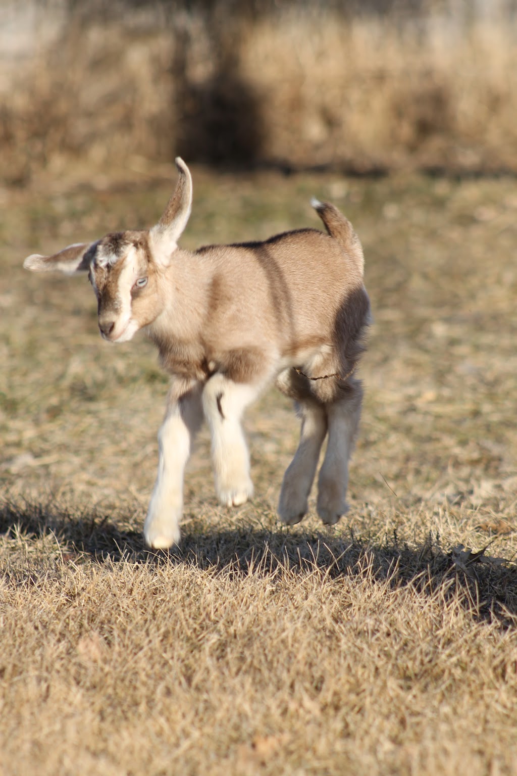 Vita Goat Dairy | 12037 39A East, Vita, MB R0A 2K0, Canada | Phone: (204) 381-4275