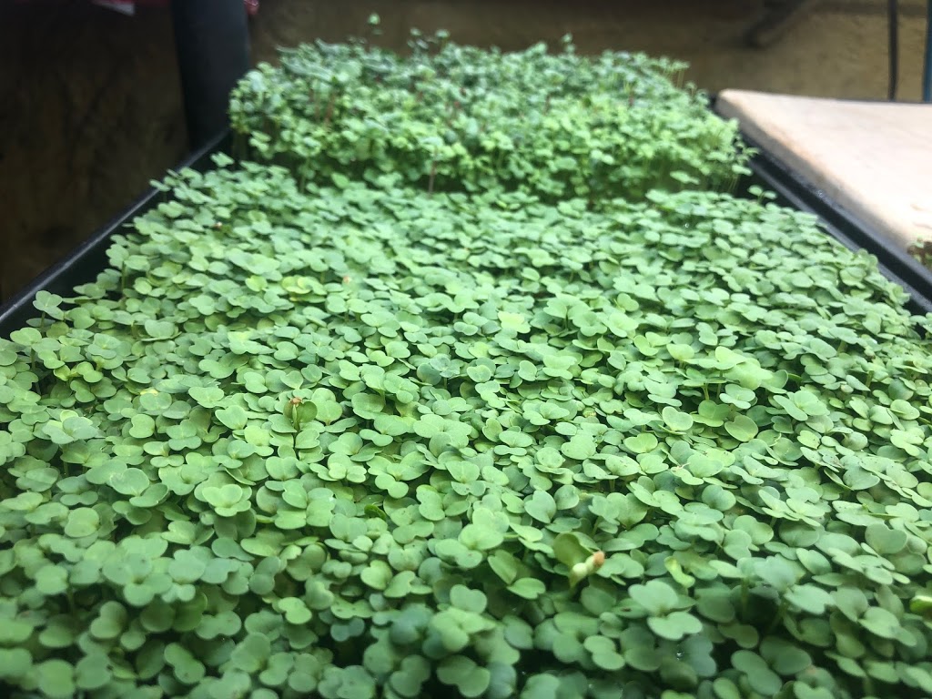 Magic Rabbit Microgreens | 2678 County Rd 12, Essex, ON N8M 2X6, Canada | Phone: (519) 999-1112
