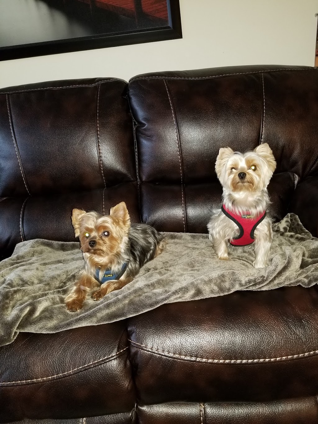 Pet Valu | 119 Lakeshore Rd, St. Catharines, ON L2N 2T6, Canada | Phone: (905) 646-0401