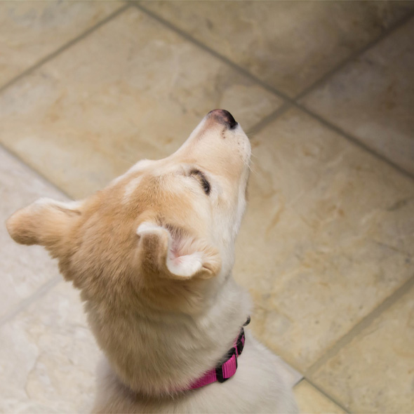 Arrowhead Veterinary Centre | 118 2 Ave W, Cochrane, AB T4C 2E7, Canada | Phone: (403) 932-2370