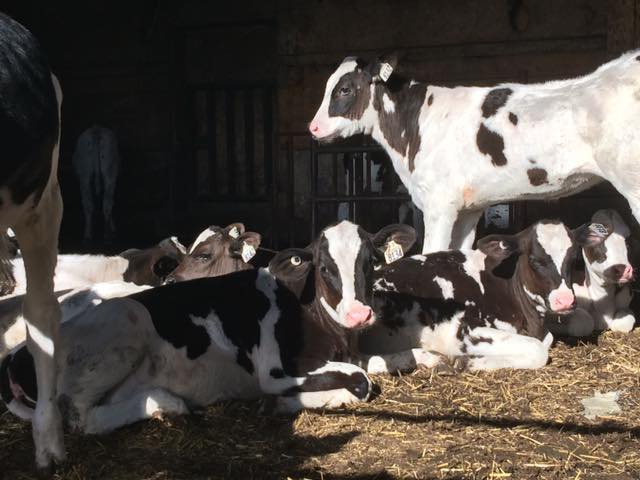 Lait Charbonneau | 192 1ere Avenue, Sainte-Anne-des-Plaines, QC J5N 0A6, Canada | Phone: (450) 478-4121