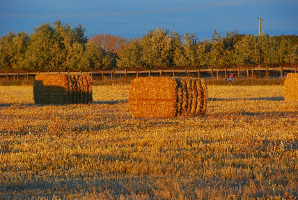 M.D. of Taber | 4900B 50 St, Taber, AB T1G 1T2, Canada | Phone: (403) 223-3541