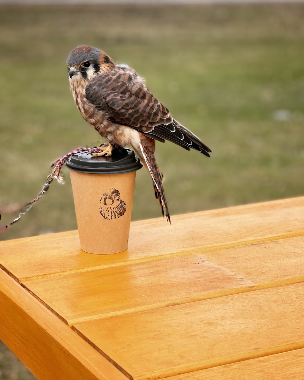 Norah Café de lAnse | 132 Chem. de lAnse, Vaudreuil-Dorion, QC J7V 8P3, Canada | Phone: (438) 406-3236