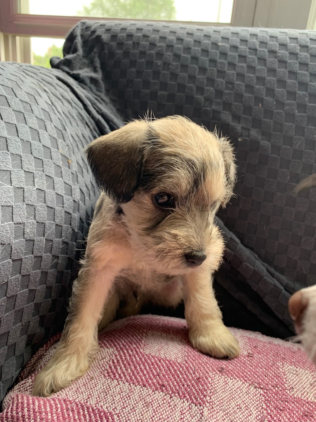 Schnauzer’s On The River | 13 Hungerford St, Tweed, ON K0K 3J0, Canada | Phone: (705) 984-6900