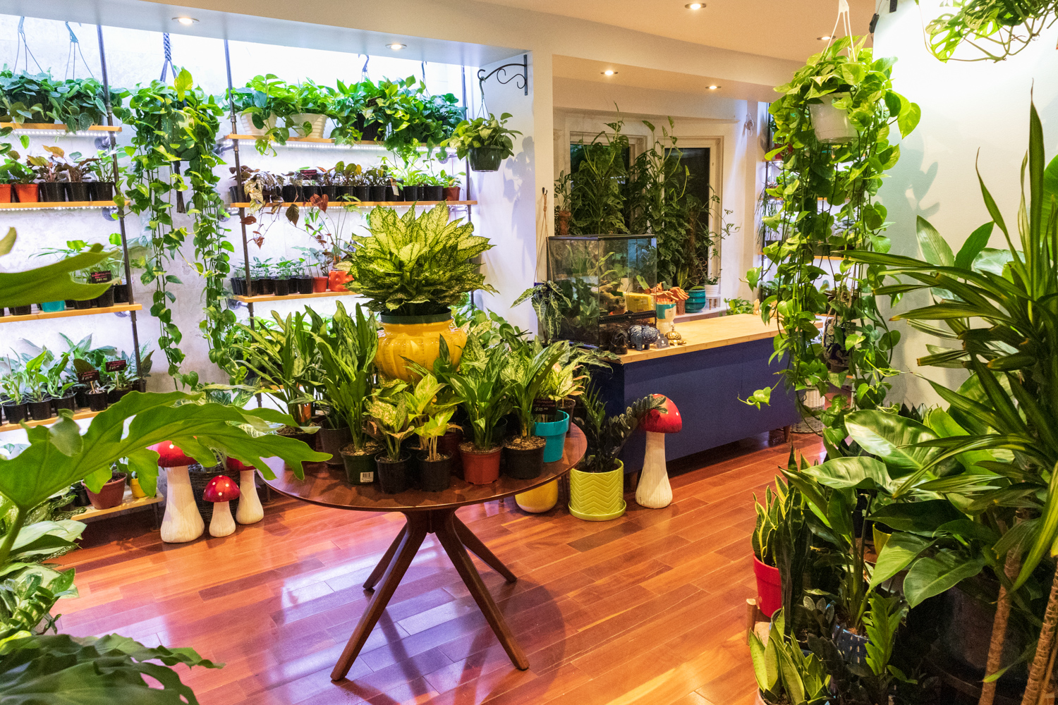 Gold Leaf Botanicals | 189 Park St, Waterloo, ON N2L 1Y7, Canada | Phone: (519) 998-3210