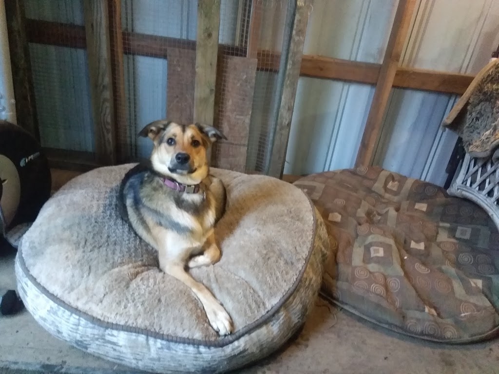 Happy Heeling Dog Daycare and Training | 1208 Bradner Rd, Abbotsford, BC V4X 1H8, Canada | Phone: (778) 779-1137