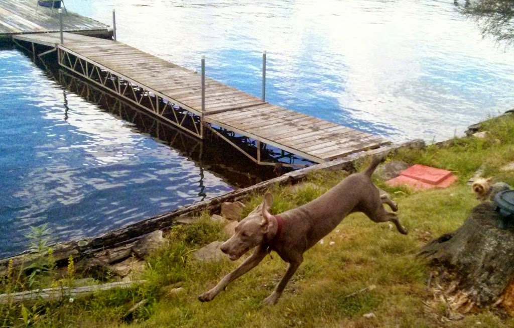 Toronto Dog Boarding | 39 Commissioners St, Toronto, ON M5A 1A6, Canada | Phone: (647) 225-2559