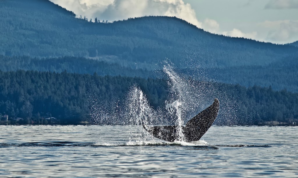 The Quarrybbean Island Vacation | 3060 Nelson Island Shoreline, Madeira Park, BC V0N 2H0, Canada | Phone: (604) 790-0102