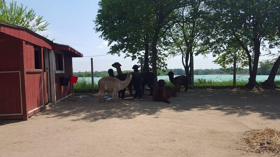 South West Alpacas | 24 King St N, Scotland, ON N0E 1R0, Canada | Phone: (888) 830-8688