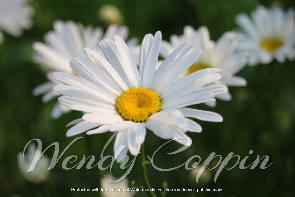 Wendy Coppin Photography | 351 Cumberland Ave, Hamilton, ON L8M 2A4, Canada | Phone: (289) 253-7521