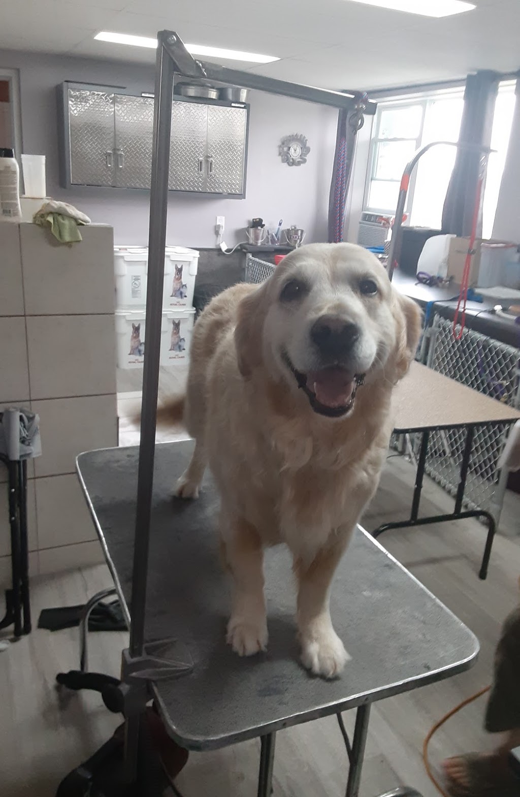 Dogs InVouge | 121 Murphy Rd, Angus, ON L0M 1B1, Canada | Phone: (705) 424-9550