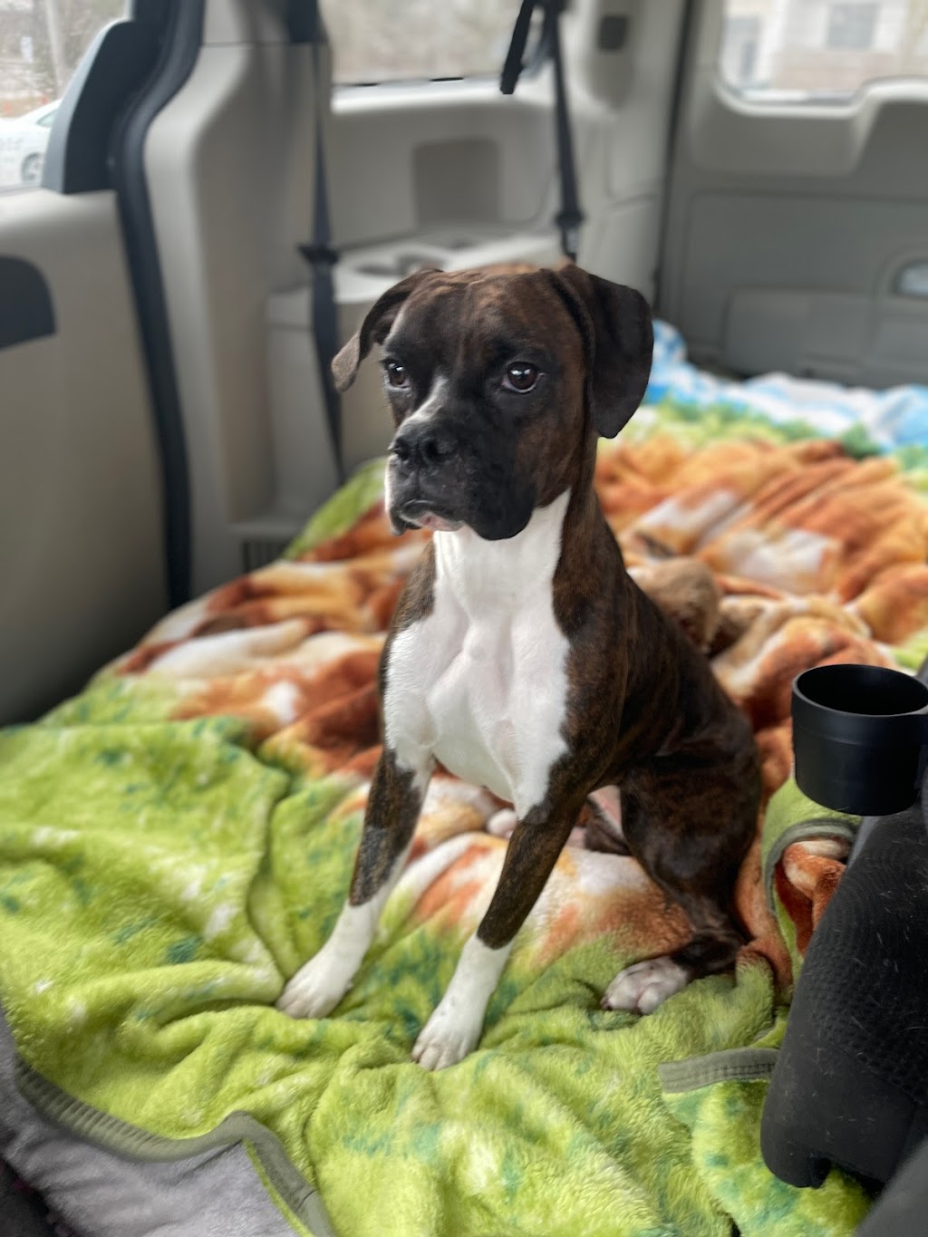 Ciciboxerpups | 12826 Lakeshore Rd, Wainfleet, ON L0S 1V0, Canada | Phone: (226) 934-8310