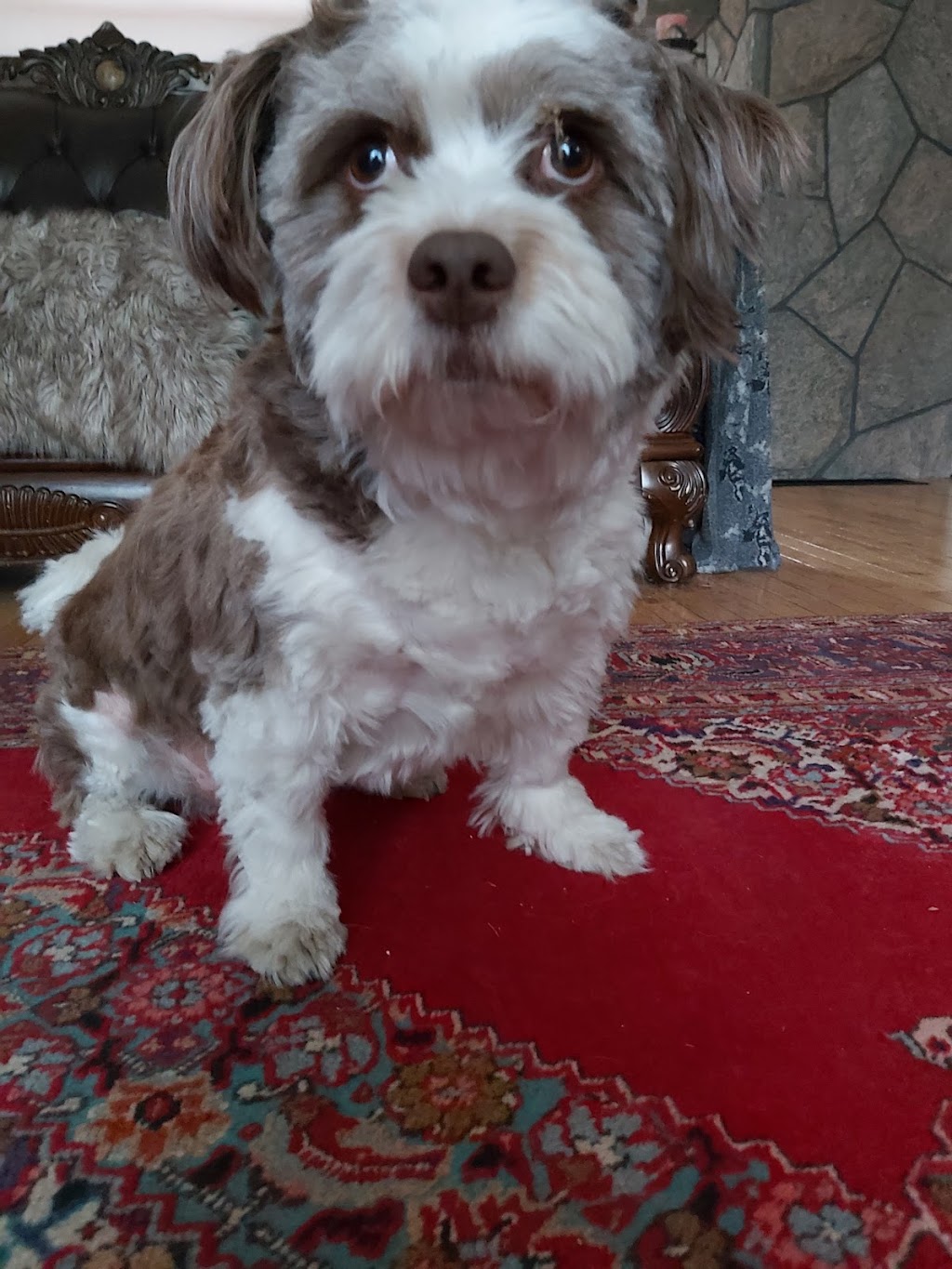 Sundridge Veterinary Services | 25 Union St, Sundridge, ON P0A 1Z0, Canada | Phone: (705) 384-7366
