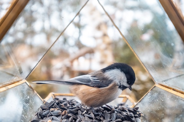 Moore Birdfeeders | 316224 Highway 6, Chatsworth, ON N0H 1G0, Canada | Phone: (519) 221-7247