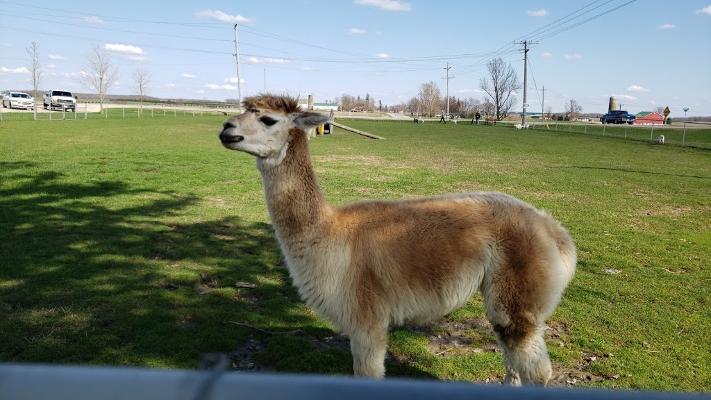 Goats on 86 | 5428 Perth County Line 86, Listowel, ON N4W 3G8, Canada