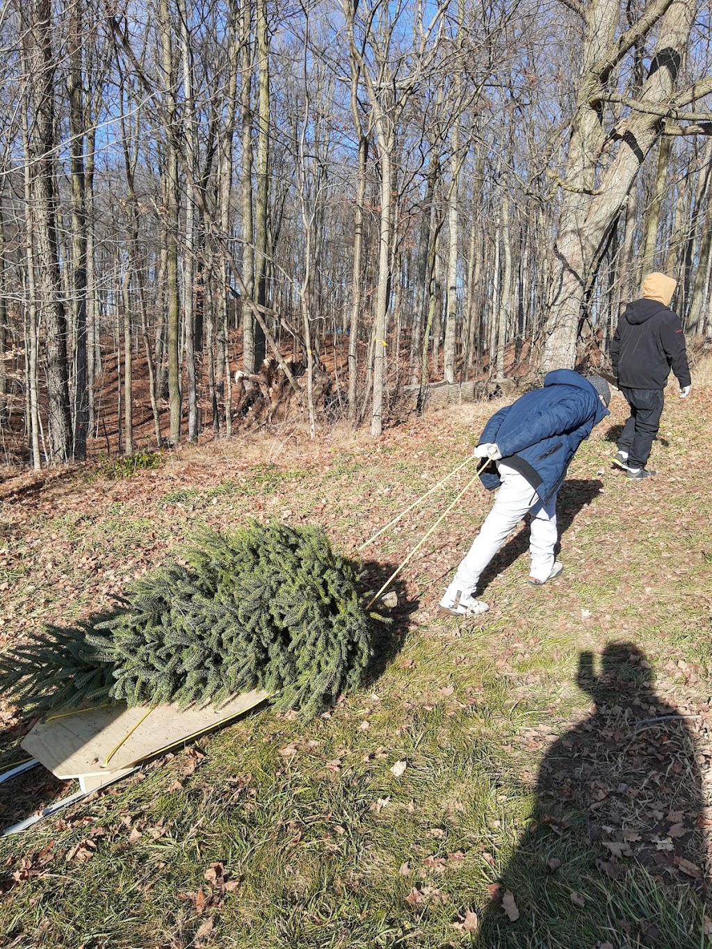 Chickadee Christmas Trees | 6639 Wellington Road 34, Cambridge, ON N3C 2V4, Canada | Phone: (519) 654-2029