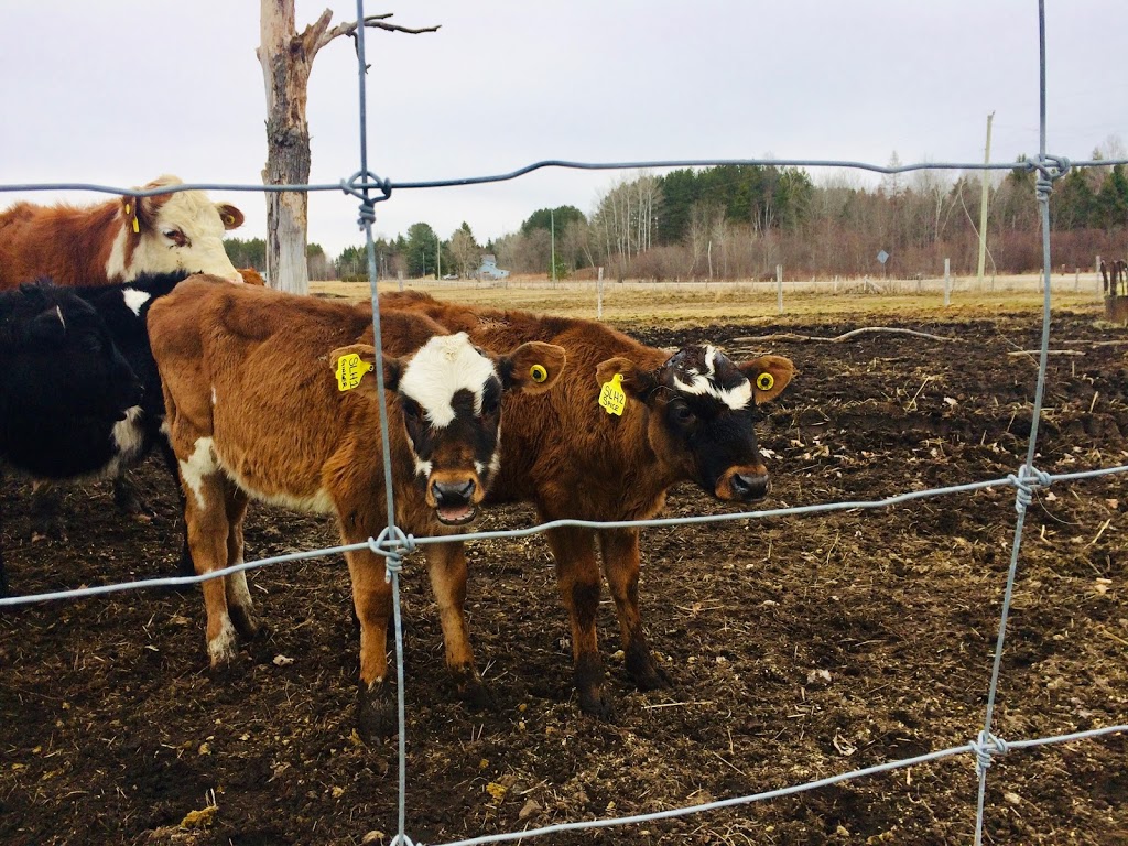 Simple Life Homestead | 7301 Dixon Rd, Brockville, ON K6V 5T2, Canada | Phone: (613) 794-0565