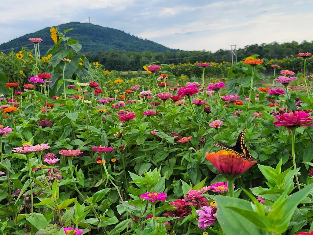 Potager Astral | 367 Rang de Fort-Georges, Sainte-Angèle-de-Monnoir, QC J0L 1P0, Canada | Phone: (514) 662-7814