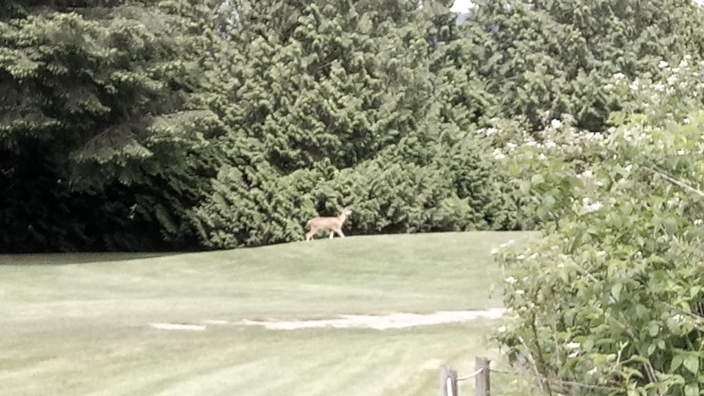 Carnoustie Golf Club | Canada, British Columbia, Port Coquitlam, Dominion Ave, British Columbia | Phone: (604) 941-4076
