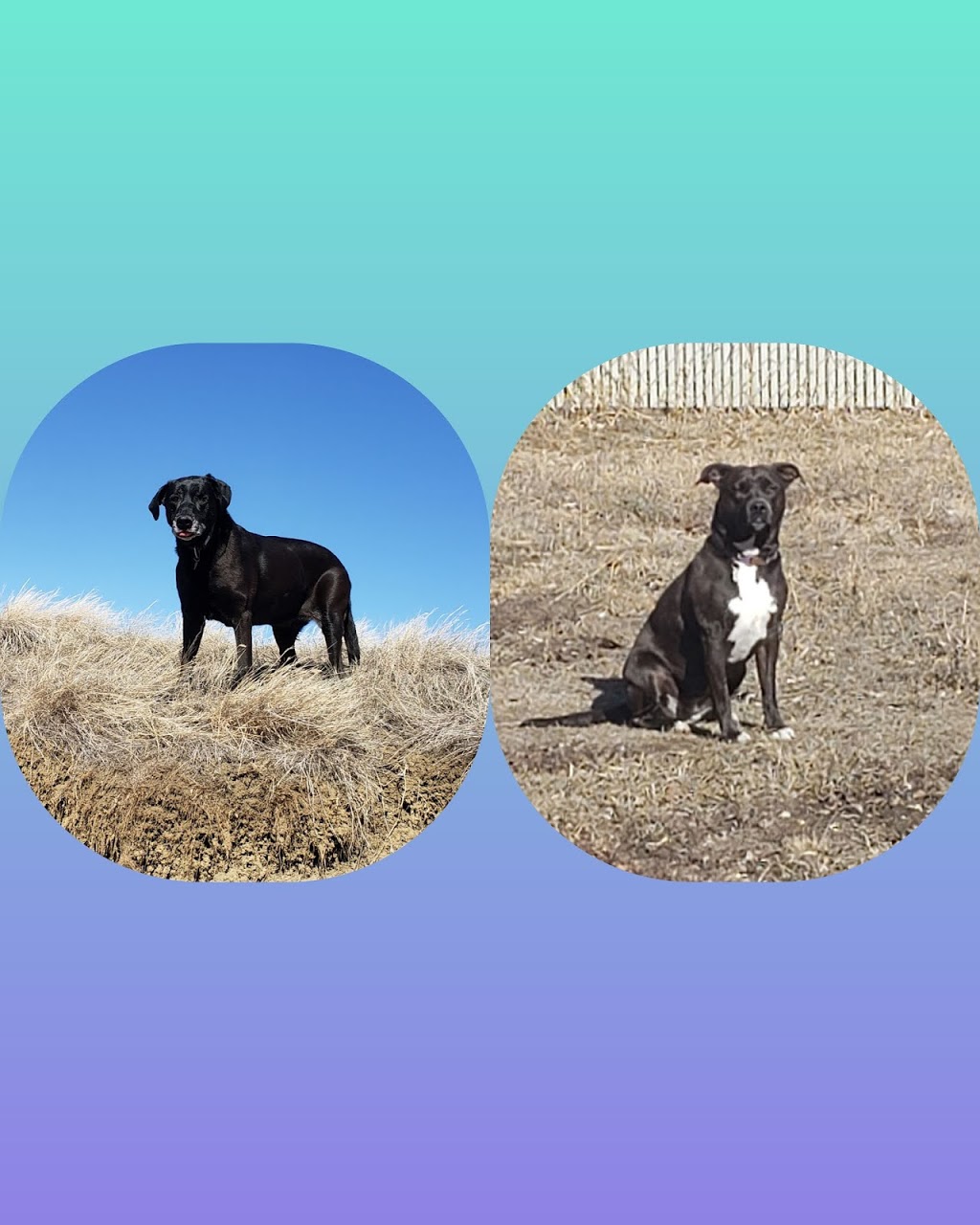 Grams Real Meat Dog Treats | 381 Wood Lily Dr, Moose Jaw, SK S6J 0A2, Canada | Phone: (306) 690-3085