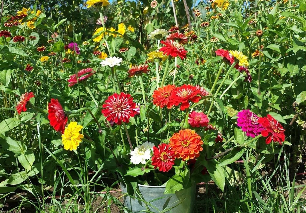 Les jardins detc | 95 chemin Antoine, Bury, QC J0B 1J0, Canada | Phone: (819) 832-3090