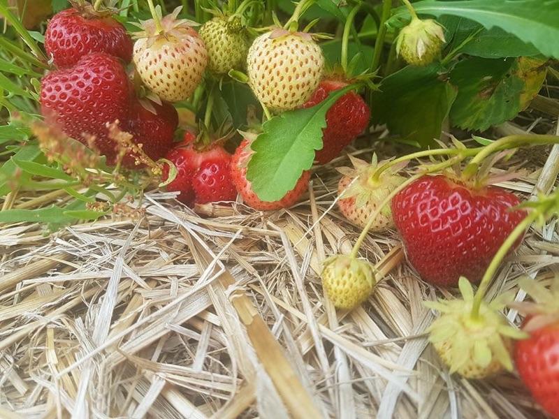 Fosters Family Farm | 609 County Rd 25, Midland, ON L4R 4K4, Canada | Phone: (705) 526-8149
