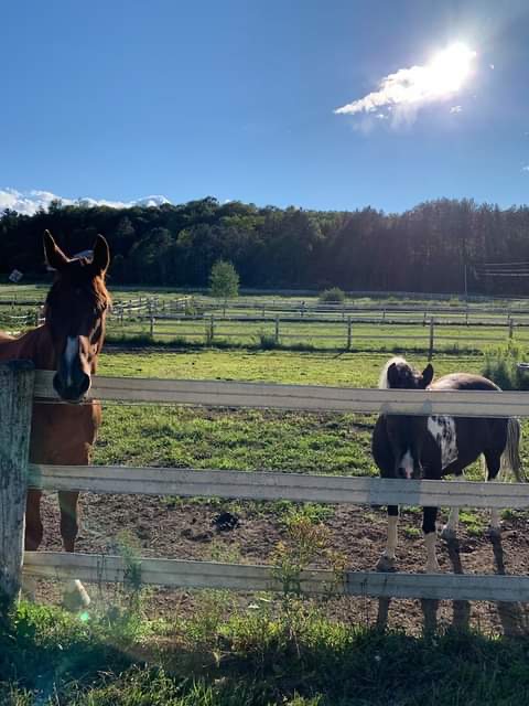 Foxbrook Farm | 1501 Ziska Rd, Bracebridge, ON P1L 1W8, Canada | Phone: (705) 380-5115