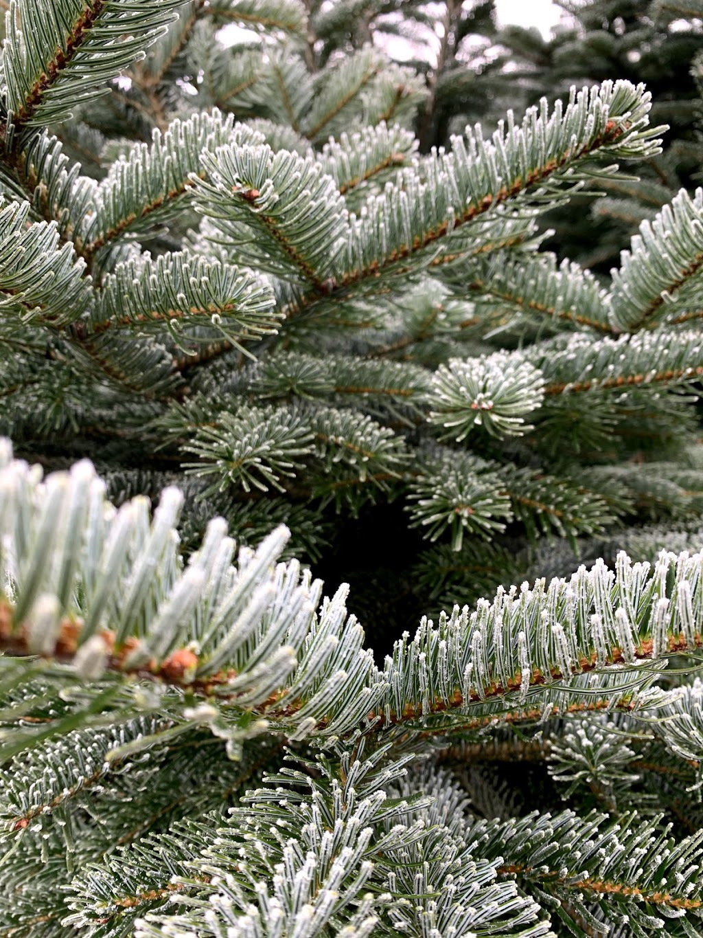 Harris Road Christmas Tree Farm | 13533 Harris Rd, Pitt Meadows, BC V3Y 2T3, Canada | Phone: (604) 460-9500