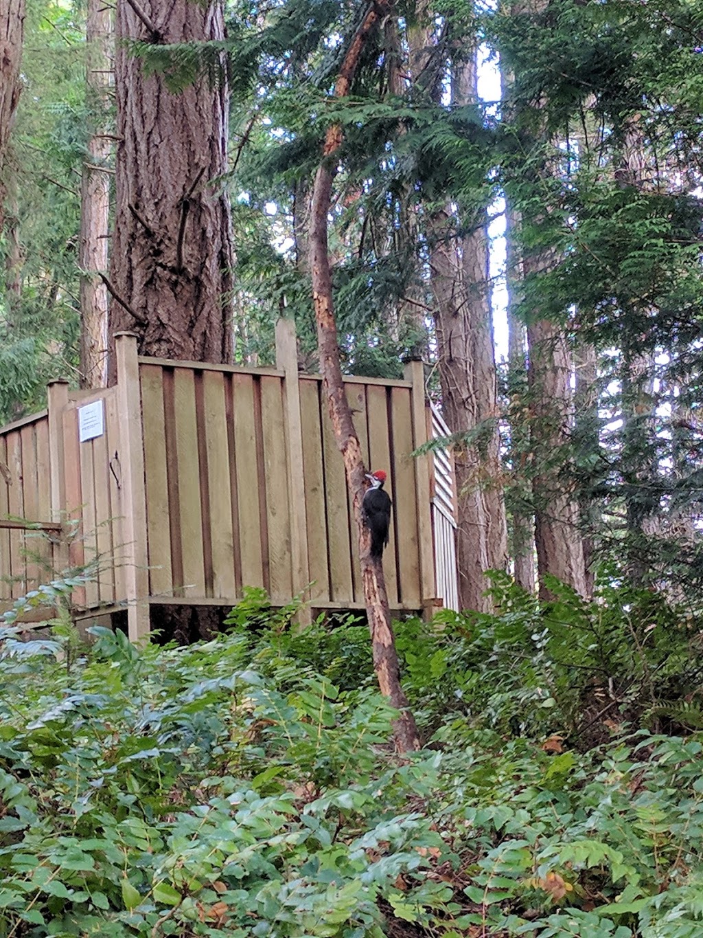 Mayne Island Camping | 359 Maple Dr, Mayne Island, BC V0N 2J2, Canada | Phone: (250) 889-7366
