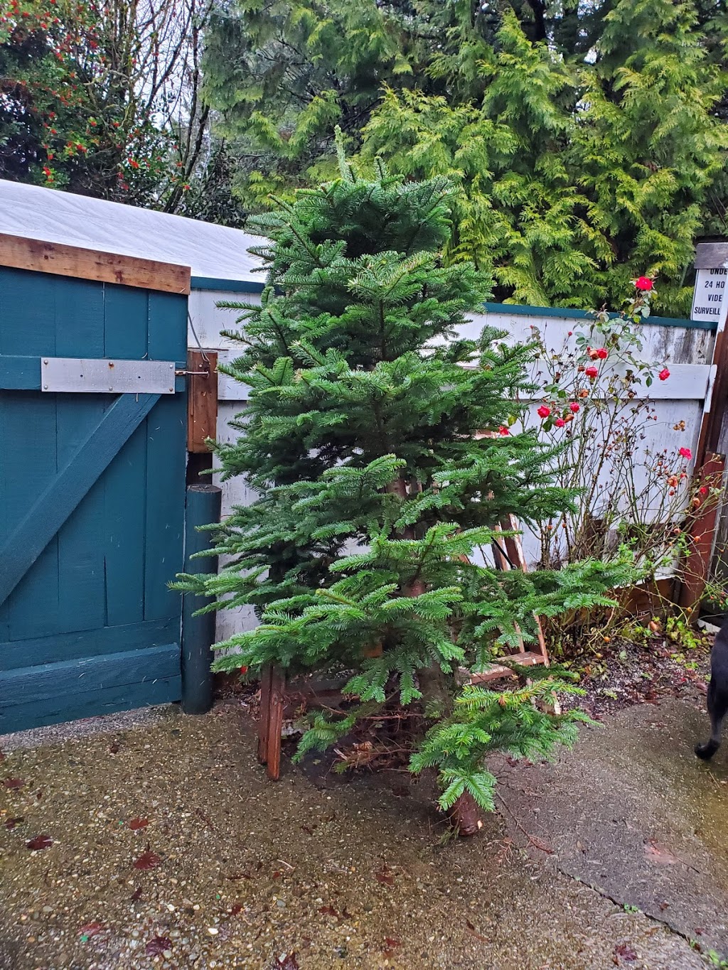 Tannenbaum Christmas Tree Farm | 5398 252 St, Aldergrove, BC V4W 1T1, Canada | Phone: (778) 552-3259