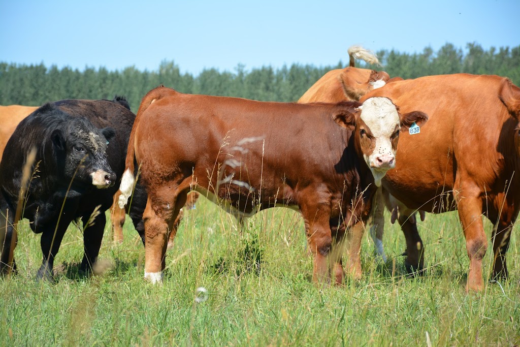 Letts Farm | 60231- Rge Rd, 11, Westlock, AB T7P 2N9, Canada | Phone: (780) 307-6211
