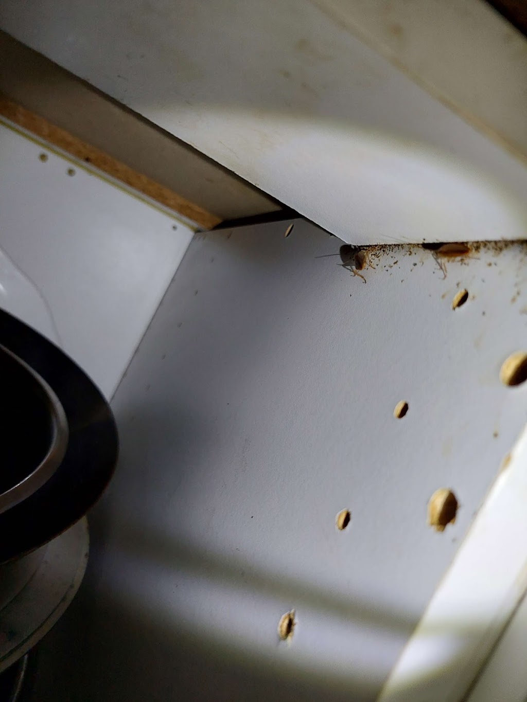 Ultimate Pest Solutions - Brampton | 17 Queen St W #2, Brampton, ON L6Y 1L9, Canada | Phone: (437) 882-4242