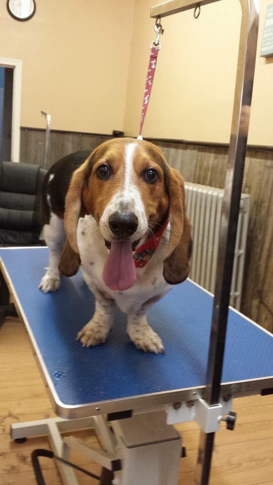 Bath & Biscuit Dog Grooming and Pet Supplies | 161 Garafraxa St S, Durham, ON N0G 1R0, Canada | Phone: (519) 387-7762
