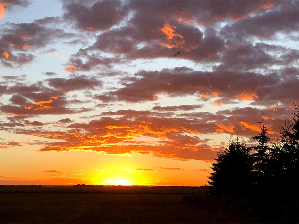 Maple Park Farm | 18311, Township Rd 502, Tofield, AB T0B 4J0, Canada | Phone: (780) 662-3820