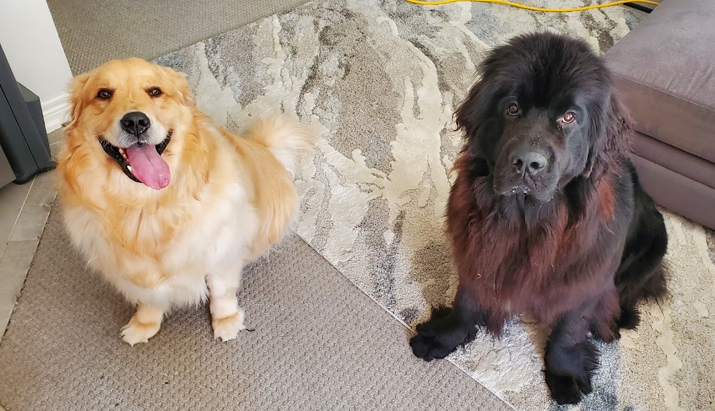 NRPHS - Niagara Regional Pet and Home Services | 491 S Pelham Rd, Welland, ON L3C 3C7, Canada | Phone: (289) 821-6140