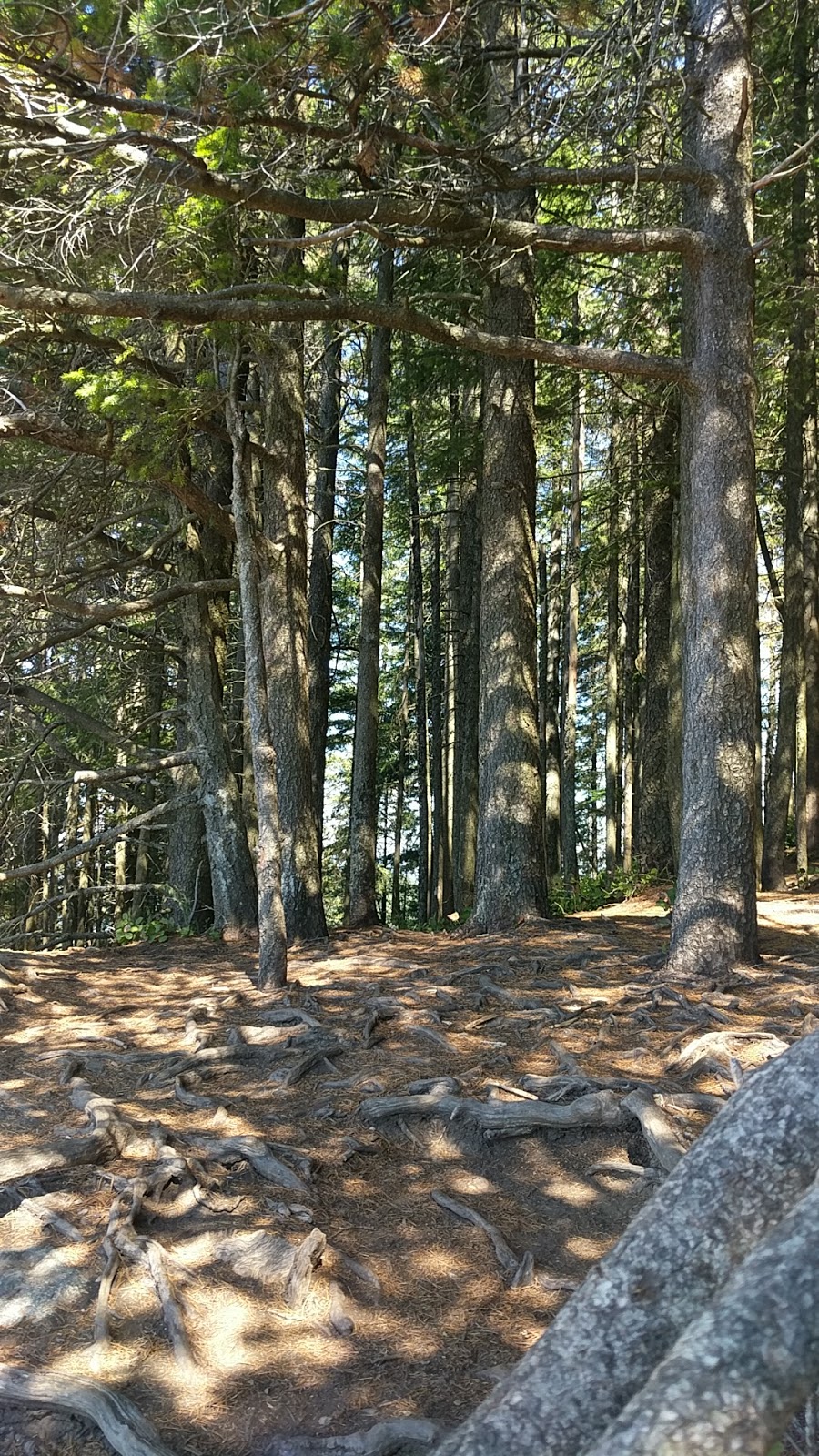 Oyster Dome | 11571 Blue Heron Rd, Bow, WA 98232, USA