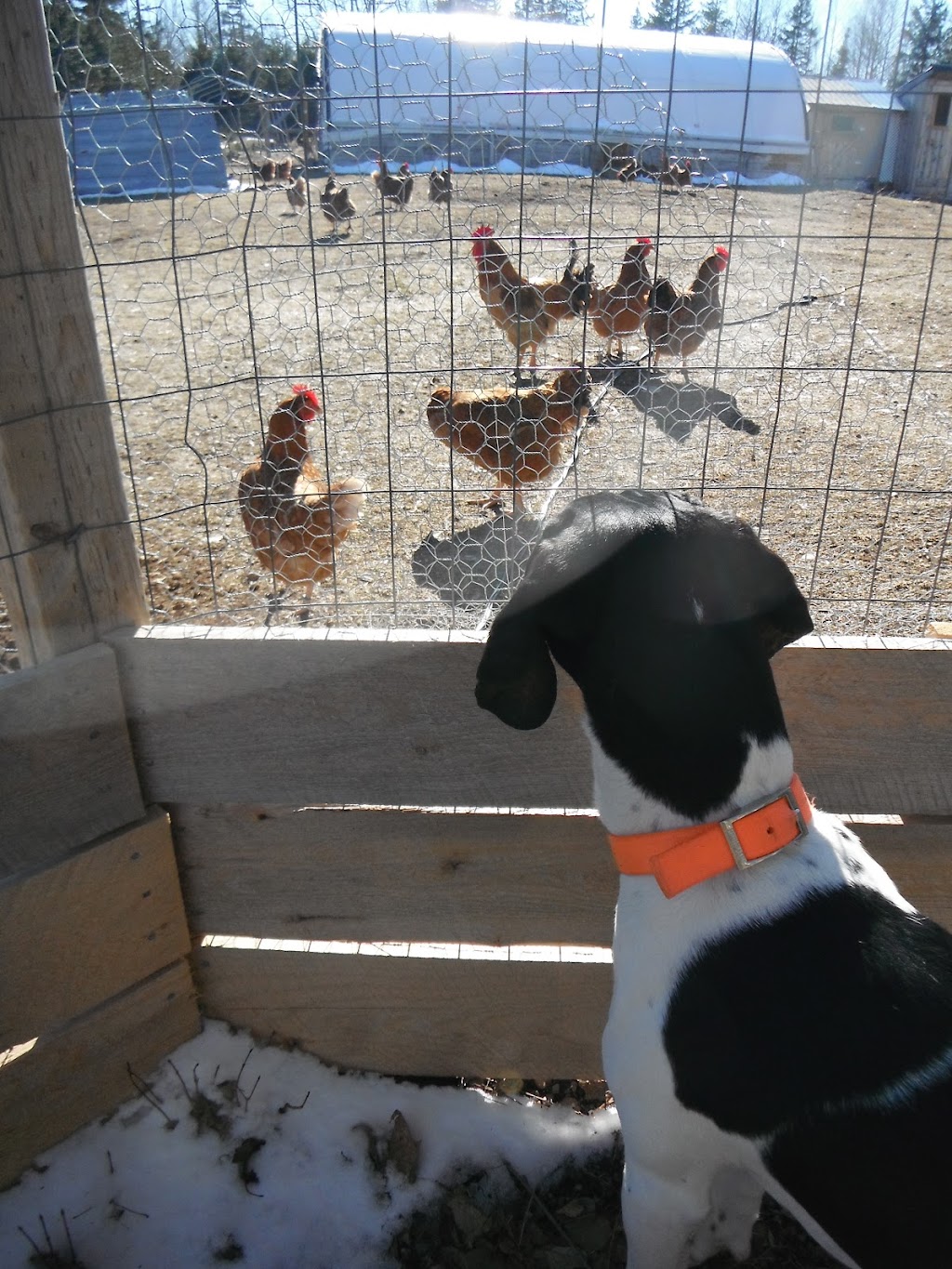 Piedmont Valley Farms | 2063 Piedmont Valley Rd, Merigomish, NS B0K 1G0, Canada | Phone: (902) 926-2634