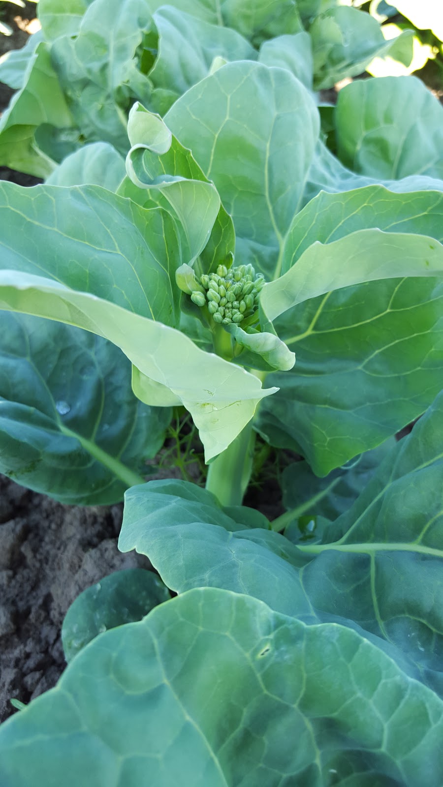 Twin Oaks Farm Ltd | 13671 No. 3 Rd, Richmond, BC V7A 1X7, Canada | Phone: (604) 277-7722