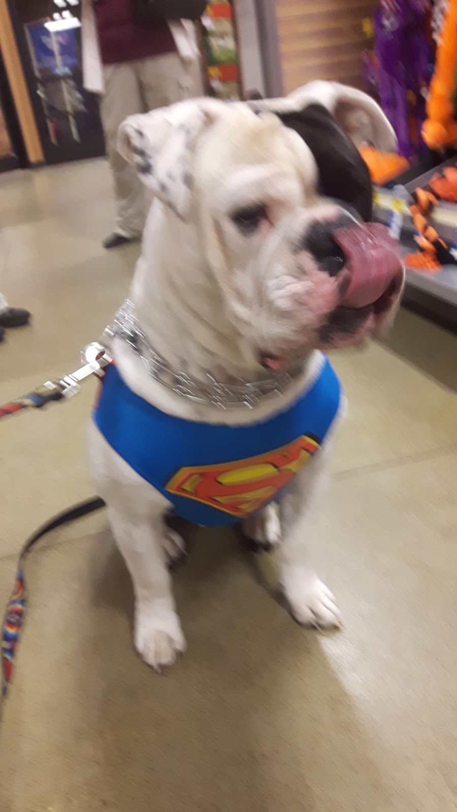 PetSmart | 7481 Oakwood Dr, Niagara Falls, ON L2E 6S5, Canada | Phone: (905) 374-3050