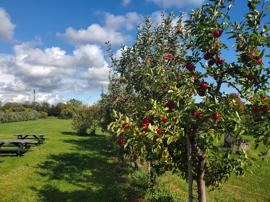 Pieters Appleyard | 13516 County Rd 2 RR 4, Colborne, ON K0K 1S0, Canada | Phone: (905) 355-5725