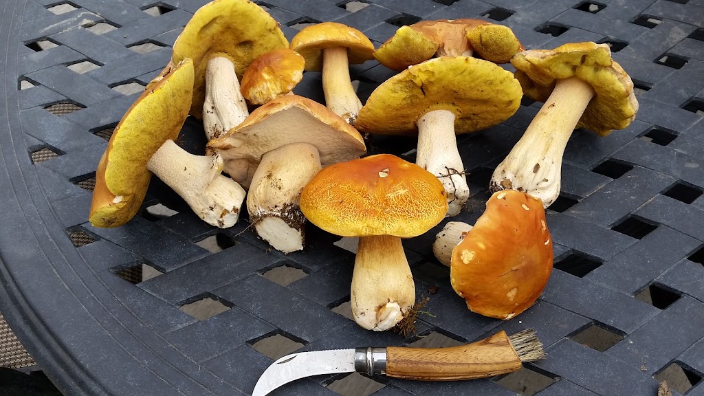 MUSHROOM PLACE NIAGARA | 13210 Crowland Ave, Niagara Falls, ON L3B 5N4, Canada | Phone: (905) 719-6885