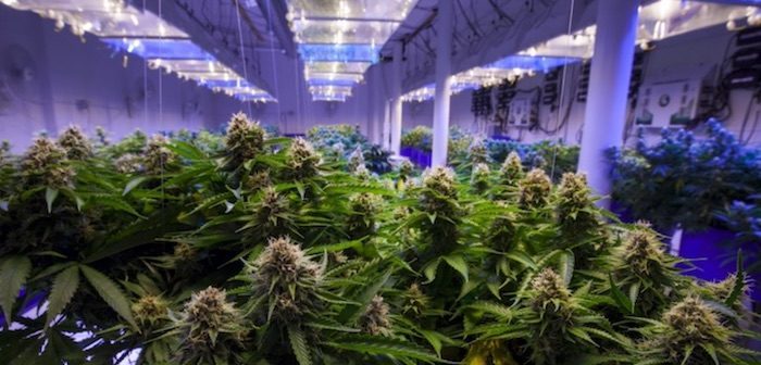 Herbal Relief Centre | 1318 Centre St N #101, Calgary, AB T2T 0E2, Canada | Phone: (403) 455-1453