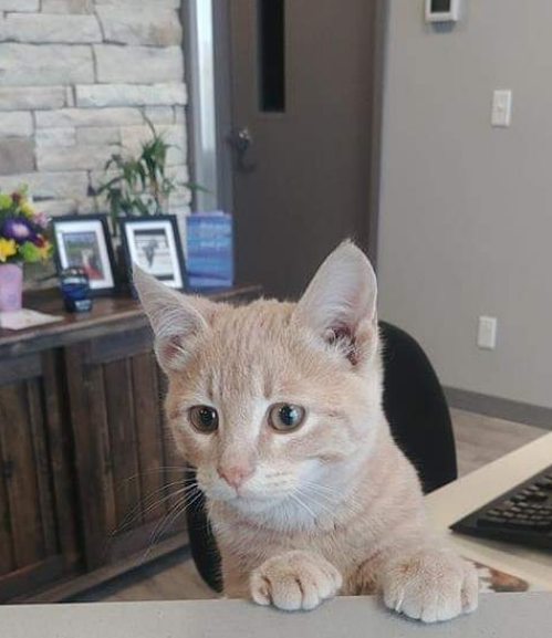 Emerald Hills Veterinary Clinic | Sherwood Park Vet | 5000 Emerald Dr #230, Sherwood Park, AB T8H 0P5, Canada | Phone: (780) 328-6452
