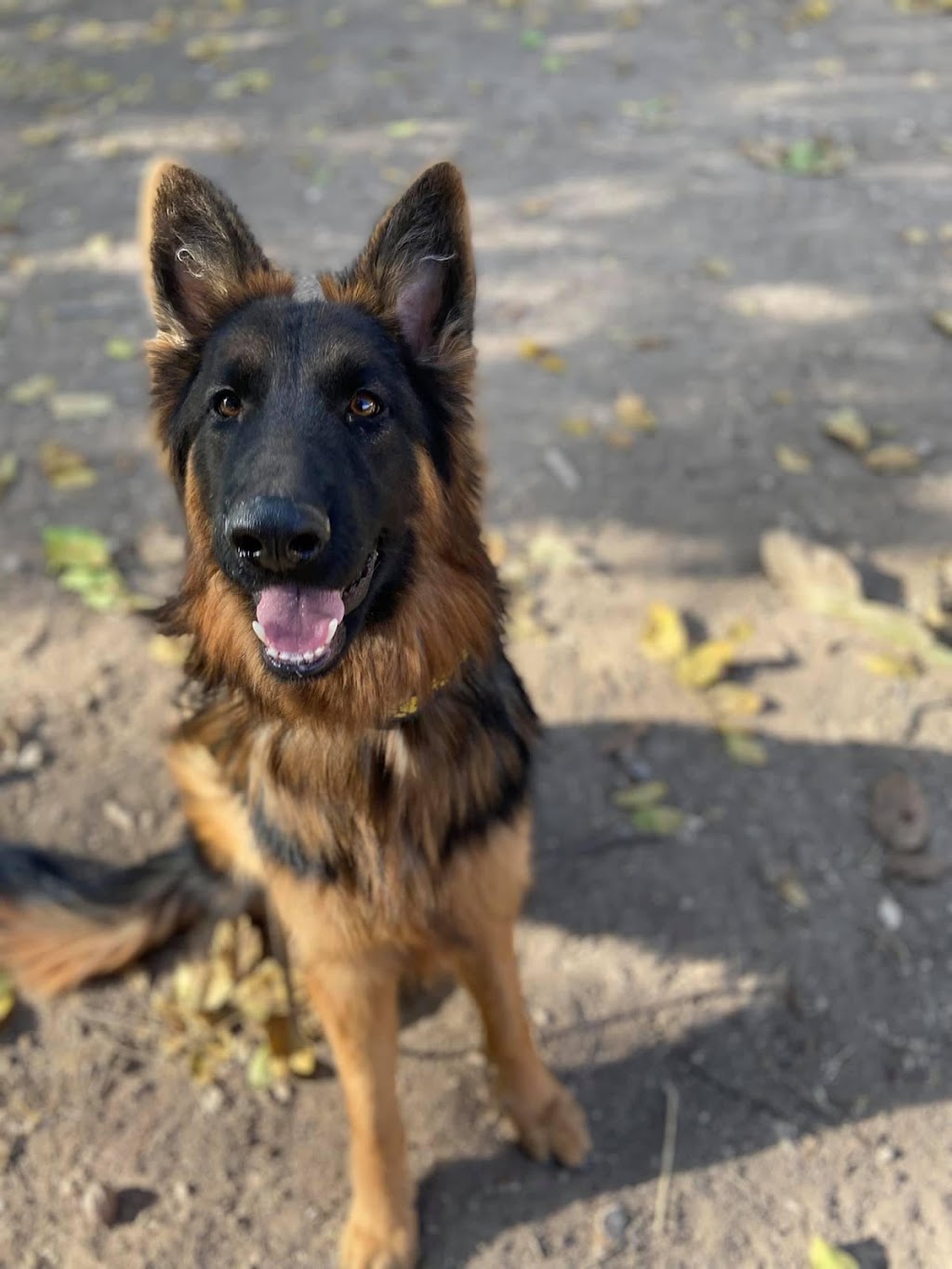 Dog trainer Dog Walker | 206 Ste-Anne Ave., Vanier, ON K1L 7C2, Canada | Phone: (438) 927-1561